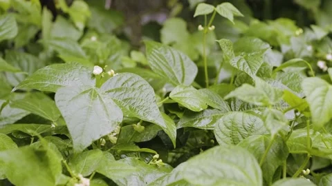 Blooming green bean bush close up. Bean blossom in the vegetable garden.  Stock Footage 201779081