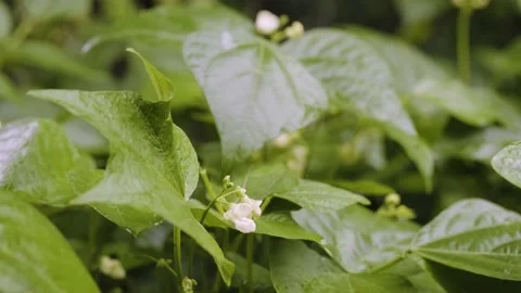 Blooming green bean bush close up. Bean blossom in the vegetable garden.  Video stock 201779146