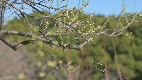 Blooming green flower buds on a tree with a forest in the background. Spring 22 Stock Footage 171509952