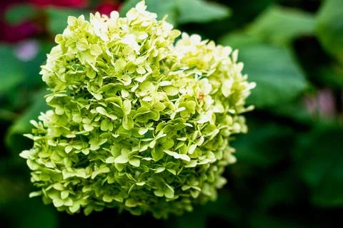 Blooming green hydrangea on a background greenery Stock Photos