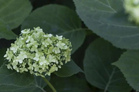 Blooming Green Hydrangea Flower Cluster, Natural Botanical Background. Clos.. Foto stock