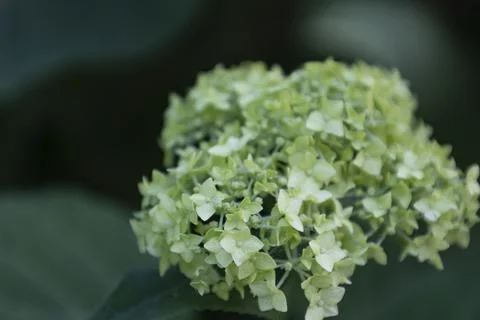 Blooming Green Hydrangea Flower Cluster, Natural Botanical Background. Clos.. 스톡 사진