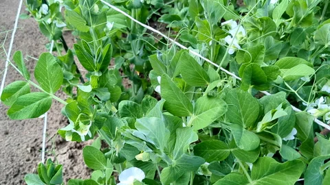 Blooming green peas. Camera movement over the garden Stock Footage 246867314