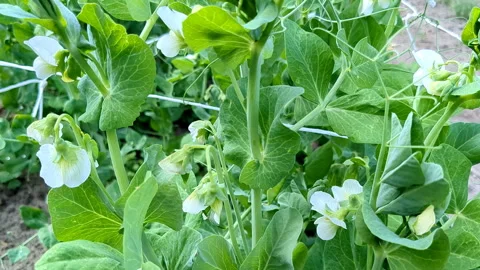Blooming green peas. video with camera movement. Stock Footage 246864436