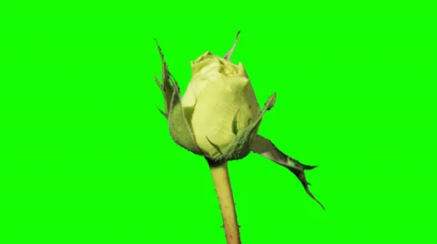 Blooming green roses flower buds green screen Stock Footage