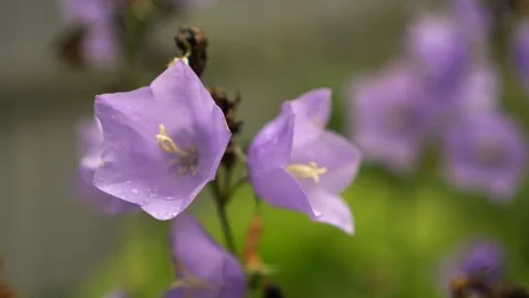 Blooming Harebells Video stock 114666742