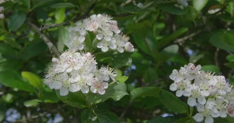Blooming hawthorn . Stock Footage 131309742