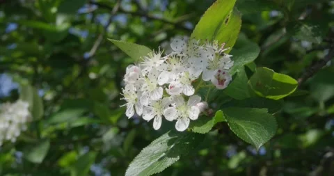 Blooming hawthorn . Stock Footage 131309820