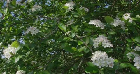 Blooming hawthorn . Stock Footage 131309834