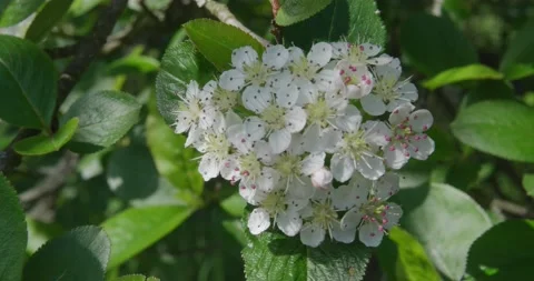 Blooming hawthorn . Video stock 131309860