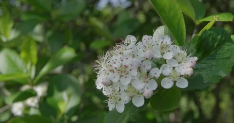 Blooming hawthorn. Stock Footage 131309950
