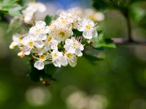 Blooming hawthorn Stock Photos