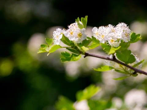 Blooming hawthorn Stock Photos