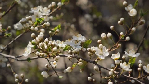 Blooming hawthorn in spring Stock Footage 153285599