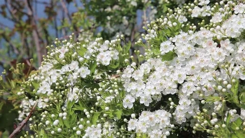 Blooming hawthorn tree. Stock Footage 107423433