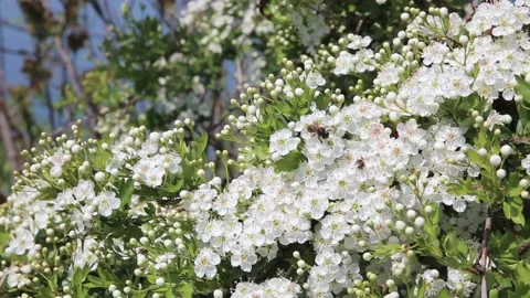 Blooming hawthorn tree. Video stock 107423485