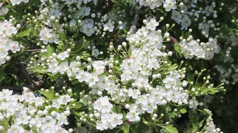 Blooming hawthorn tree. Stock Footage 107423527