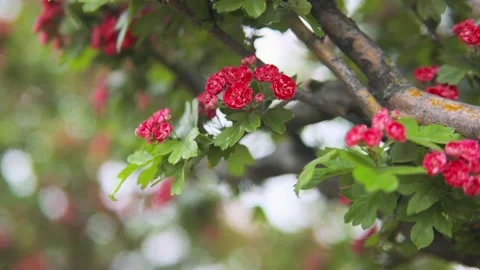 Blooming hawthorn tree Stockbeeldmateriaal 132534036