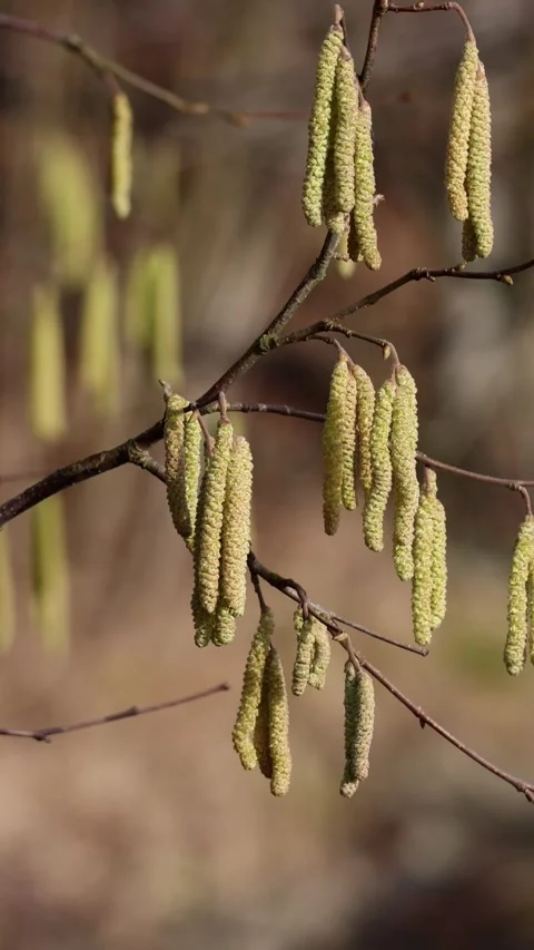 Blooming hazel tree branch with catkins swaying in the wind Stock Footage 345204934