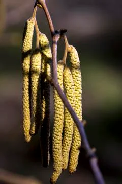 Blooming of Hazelnut at the end of winter. Stock Photos