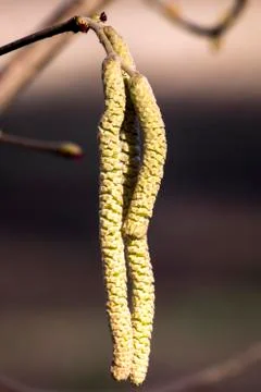 Blooming of Hazelnut at the end of winter. Stock Photos