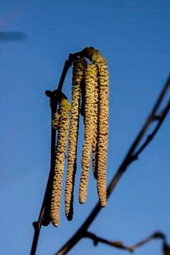 Blooming of Hazelnut at the end of winter. Stock Photos