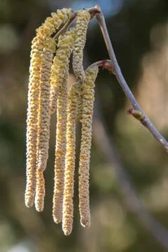 Blooming of Hazelnut at the end of winter. Foto stock