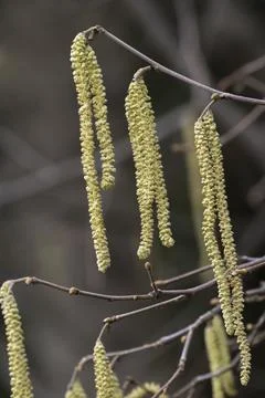 Blooming of Hazelnut at the end of winter. Stock Photos