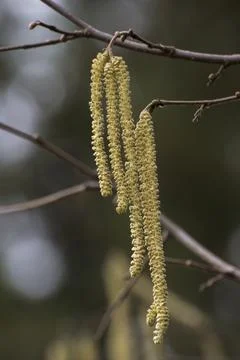 Blooming of Hazelnut at the end of winter. Foto stock