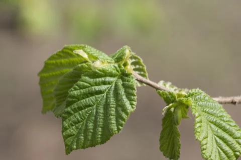 Blooming of Hazelnut at the end of winter. Stock Photos