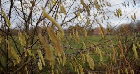 Blooming hazelnut shrub on a windy day in later winter Stock Footage 102620722