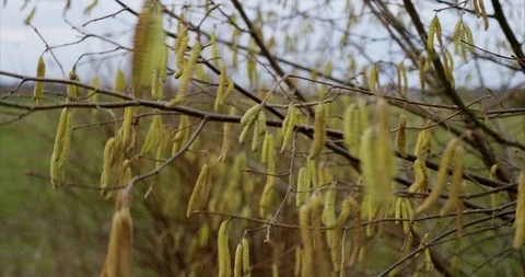 Blooming hazelnut shrub on a windy day in later winter Video stock 102620733