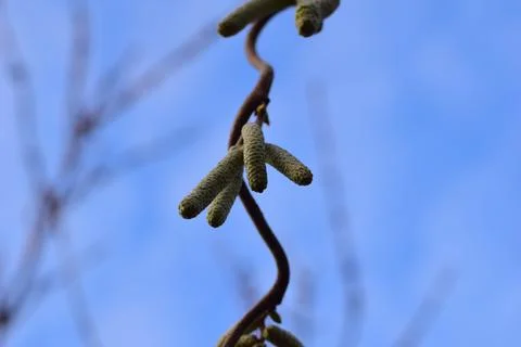 Blooming hazelnut tree from below against a blue sky Stock Photos