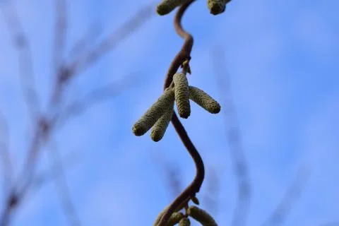 Blooming hazelnut tree from below against a blue sky Stock Photos