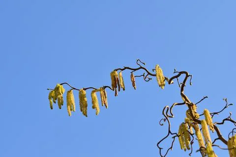 Blooming hazelnut tree from below against a blue sky Foto stock