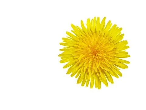 Blooming head of dandelion isolated on white for decoration Stock Illustration