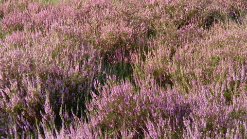 Blooming heath semi close-up Stock Footage 209152554