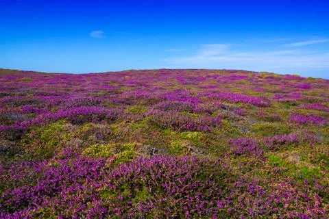 Blooming heather in Brittany Stock Photos
