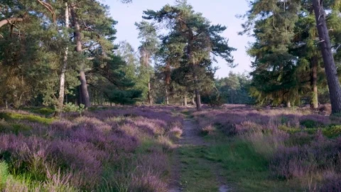 Blooming heather field with pine trees and sandy path Stock Footage 315339659