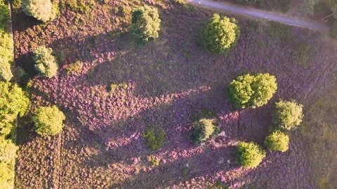 Blooming heather fields and serene lake: an aerial view Stock-Footage 315340127