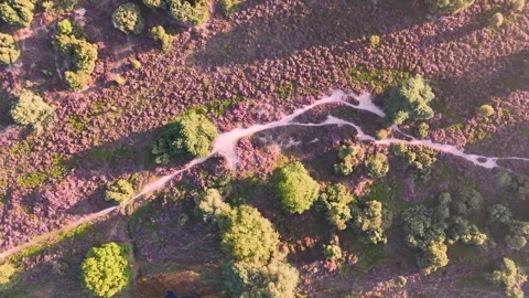 Blooming heather fields and winding sandy paths: aerial view Stock Footage 315340113