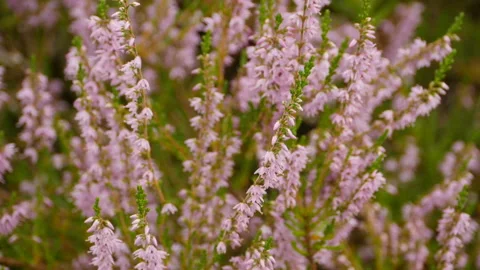 Blooming heather flowers Stock Footage 139474504