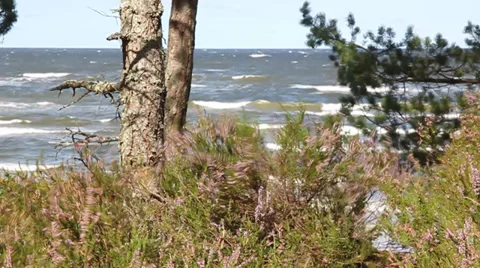Blooming heather. Stock Footage 38428235