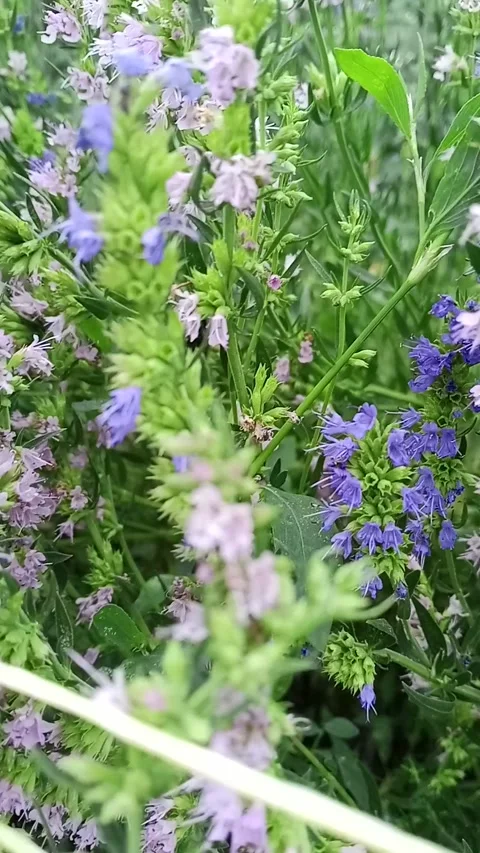 Blooming heather Video stock 312938567
