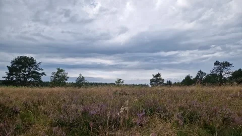 Blooming Heather Heathland with Pine Trees Under Storm Clouds, Viborg, Denmar Stock Footage 333004217