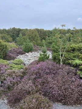 Blooming Heather Landscape with Pine Trees in Nordic Nature Stock Photos
