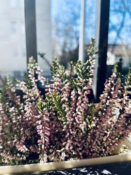 Blooming Heather on a Sunny Windowsil Foto stock