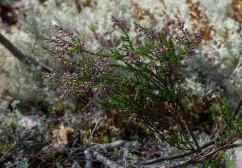 Blooming heather in wild pine forest with white moss. Stock Photos