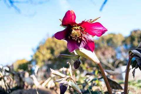 Blooming hellebore flower in the forest from below Stock Photos