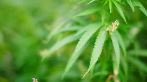 Blooming hemp sways in the wind in the field. Stock Footage 146892405
